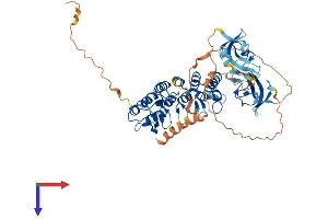 CLIP3 Protein (AA 1-547) (His tag)