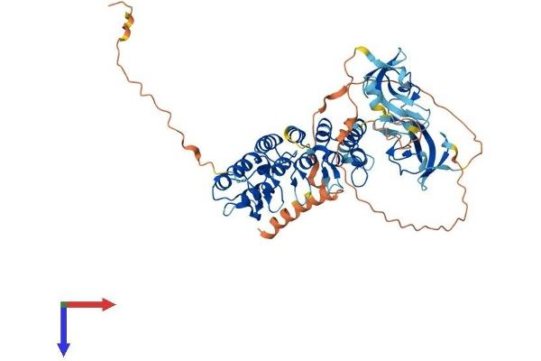 CLIP3 Protein (AA 1-547) (His tag)
