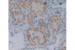 Used in DAB staining on fromalin fixed paraffin- embedded Kidney tissue (IFNE Antikörper  (AA 30-208))