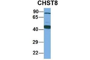 Western Blotting (WB) image for anti-Carbohydrate (N-Acetylgalactosamine 4-0) Sulfotransferase 8 (CHST8) (Middle Region) antibody (ABIN2783871)