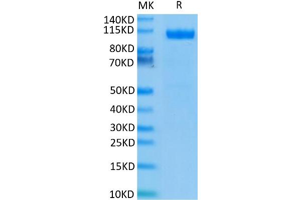 PSMA Protein (AA 44-750) (His tag)