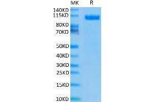 Human PSMA on Tris-Bis PAGE under reduced condition. (PSMA Protein (AA 44-750) (His tag))