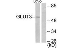 Western blot analysis of extracts from LOVO cells, using GLUT3 Antibody. (SLC2A3 Antikörper  (AA 447-496))