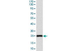 Western blot analysis of human NT5E (AA: 30-250) recombinant protein (Expected MW is 26. (CD73 Antikörper  (AA 30-250))