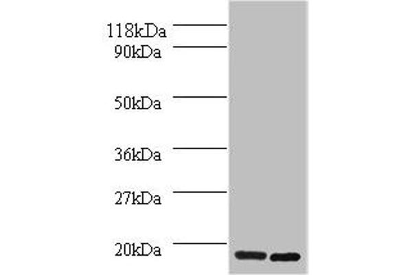 H2AFJ Antikörper  (AA 2-129)