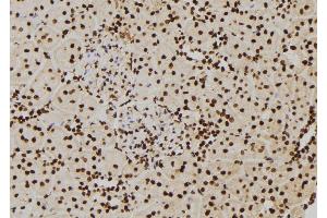 ABIN6277427 at 1/100 staining Rat kidney tissue by IHC-P. (PIWIL2 Antikörper  (C-Term))