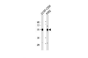 Western Blot at 1:1000 dilution Lane 1: CCRF-CEM whole cell lysate Lane 2: K562 whole cell lysate Lysates/proteins at 20 ug per lane. (Galanin Receptor 1 Antikörper  (AA 174-200))