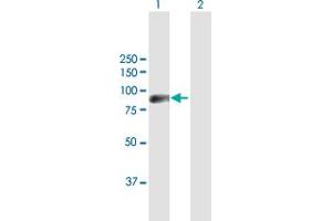 Western Blot analysis of ZNF496 expression in transfected 293T cell line by ZNF496 MaxPab polyclonal antibody. (ZNF496 Antikörper  (AA 1-587))