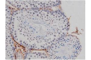 ABIN6267323 at 1/200 staining Mouse testis tissue sections by IHC-P. (NPM1 Antikörper  (pThr199))