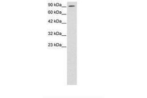 Image no. 3 for anti-AE Binding Protein 1 (AEBP1) (AA 85-134) antibody (ABIN6735788) (AEBP1 Antikörper  (AA 85-134))