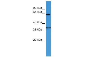 ENOX2 antibody used at 0. (ENOX2 Antikörper  (N-Term))