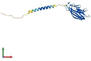 Protein Structure (PS) image for Tumor Necrosis Factor (Ligand) Superfamily, Member 4 (TNFSF4) (AA 1-183) protein (His tag) (ABIN7544465)
