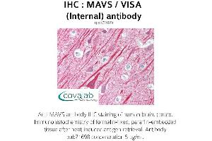 Image no. 1 for anti-Mitochondrial Antiviral Signaling Protein (MAVS) (Internal Region) antibody (ABIN1736795) (MAVS Antikörper  (Internal Region))