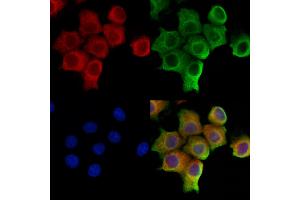ABIN6265287 and ABIN6273167 staining Hela cells by IF/ICC.