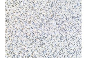 Phospho-Nucleophosmin (Ser125) Antibody at 1/100 staining Rat stomach tissue by IHC-P.