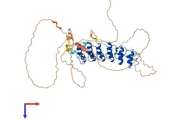 NFKBIE Protein (AA 1-500) (His tag)