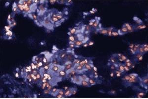 Immunofluorescent staining of Rabbit Lung tissue with anti-c-cbl antibody. (CBL Antikörper  (AA 595-810))