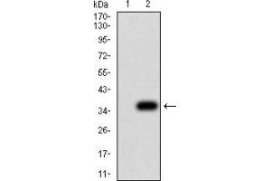 Western Blotting (WB) image for anti-NS1 (AA 1-216) antibody (ABIN5858202) (NS1 (AA 1-216) Antikörper)