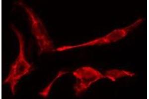 ABIN6275463 staining A549  cells by IF/ICC.