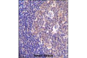 PIK3R5 Antibody immunohistochemistry analysis in formalin fixed and paraffin embedded human tonsil tissue followed by peroxidase conjugation of the secondary antibody and DAB staining. (PIK3R5 Antikörper  (C-Term))