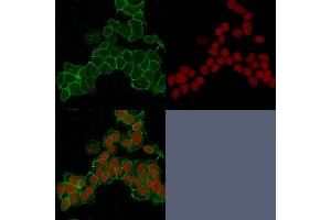 Confocal immunofluorescence image of HeLa cells using Catenin, gamma Mouse Monoclonal Antibody (15F11) Green (CF488) and Reddot is used to label the nuclei Red. (JUP Antikörper)
