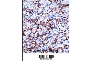 CCDC50 Antibody immunohistochemistry analysis in formalin fixed and paraffin embedded human pancreas tissue followed by peroxidase conjugation of the secondary antibody and DAB staining. (CCDC50 Antikörper  (AA 86-114))