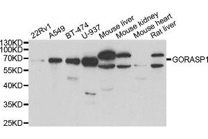 Western blot analysis of extracts of various cell lines, using GORASP1 antibody. (GORASP1 Antikörper)