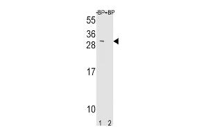 Western blot analysis of TIMP3 Antibody Pab pre-incubated without(lane 1) and with(lane 2) blocking peptide in mouse NIH-3T3 cell line lysate. (TIMP3 Antikörper  (AA 113-139))