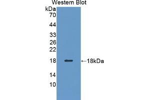Detection of Recombinant PFN3, Human using Polyclonal Antibody to Profilin 3 (PFN3) (Profilin 3 Antikörper  (AA 1-133))