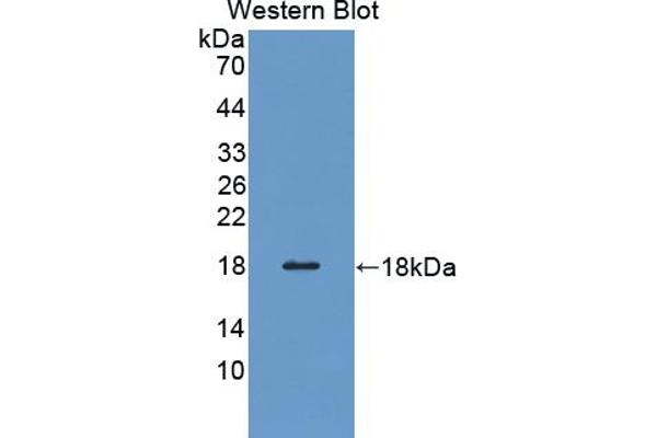 Profilin 3 抗体  (AA 1-133)