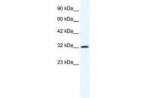 Annexin A1 antibody used at 1. (Annexin a1 Antikörper  (N-Term))