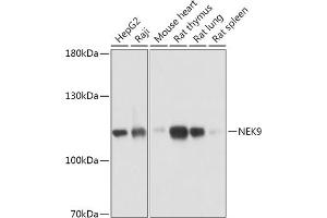 Western blot analysis of extracts of various cell lines, using NEK9 antibody (ABIN7268914) at 1:1000 dilution. (NEK9 Antikörper  (AA 730-979))