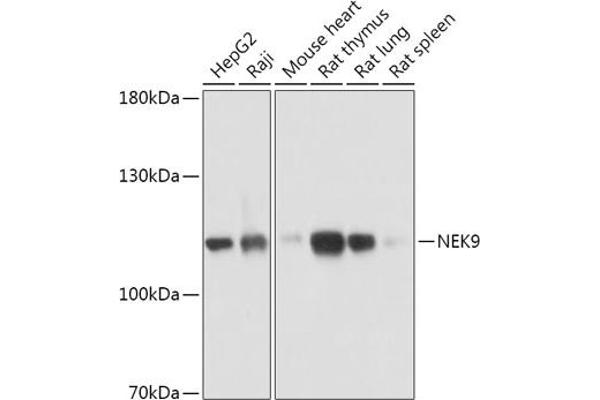 NEK9 antibody  (AA 730-979)