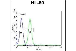 EMX2 Antibody (Center) (ABIN651733 and ABIN2840380) flow cytometric analysis of HL-60 cells (right histogram) compared to a negative control cell (left histogram). (EMX2 Antikörper  (AA 111-138))