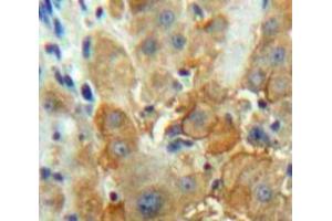 IHC-P analysis of Liver tissue, with DAB staining. (F12 Antikörper  (AA 352-587))