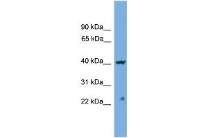 WB Suggested Anti-CENPN  Antibody Titration: 0. (CENPN Antikörper  (Middle Region))