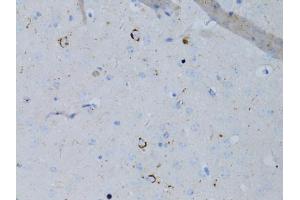Immunohistochemistry of paraffin-embedded mouse brain using NPY antibody (ABIN5971627) at dilution of 1:75 (40x lens). (NPY Antikörper)