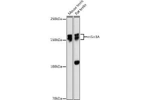 Western blot analysis of extracts of various cell lines, using mSin3A antibody (ABIN7270318) at 1:1000 dilution. (SIN3A Antikörper)