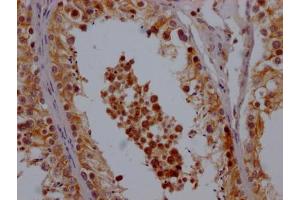 IHC image of ABIN7148184 diluted at 1:200 and staining in paraffin-embedded human testis tissue performed on a Leica BondTM system. (CHCHD5 Antikörper  (AA 1-110))