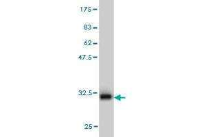 Western Blot detection against Immunogen (32. (PANK2 Antikörper  (AA 205-260))