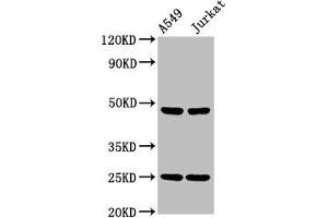 Western Blotting (WB) image for anti-Leukocyte Immunoglobulin-Like Receptor, Subfamily A (Without TM Domain), Member 3 (LILRA3) (AA 222-313) antibody (ABIN7158256)