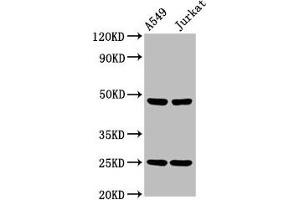 Western Blot Positive WB detected in: A549 whole cell lysate, Jurkat whole cell lysate All lanes: LILRA3 antibody at 4. (LILRA3 Antikörper  (AA 222-313))