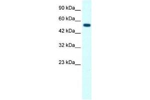 GLRA1 antibody (70R-10532) used at 0.