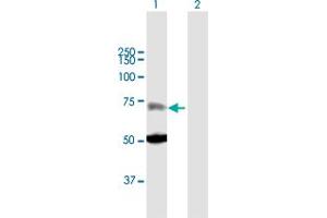 Western Blot analysis of ZNF182 expression in transfected 293T cell line by ZNF182 MaxPab polyclonal antibody. (ZNF182 Antikörper  (AA 1-620))