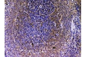 IHC testing of FFPE rat spleen tissue with VEGFB antibody at 1ug/ml. (VEGFB (VEGF2) Antikörper)