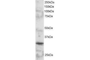 Image no. 1 for anti-POU Class 2 Associating Factor 1 (POU2AF1) (C-Term) antibody (ABIN374274) (POU2AF1 Antikörper  (C-Term))