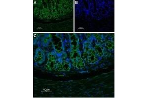 Expression of NK1 receptor in rat colon - Immunohistochemical staining of rat colon paraffin-embedded section using Anti-Neurokinin 1 Receptor (NK1R) (extracellular)-ATTO Fluor-488 Antibody (ABIN7043804), (1:100). (TACR1 Antikörper  (2nd Extracellular Loop) (Atto 488))
