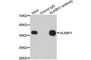 Immunoprecipitation analysis of 200ug extracts of 293T cells using 1ug ALKBH1 antibody.
