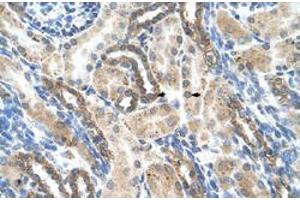 Immunohistochemical staining (Formalin-fixed paraffin-embedded sections) of human kidney with PSG1 polyclonal antibody  at 4-8 ug/mL working concentration. (PSG1 Antikörper  (N-Term))