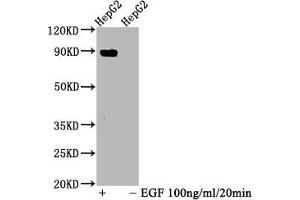 Western Blot Positive WB detected in HepG2 whole cell lysate(treated with EGF or not) All lanes Phospho-STAT5A antibody at 1. (Rekombinanter STAT5A Antikörper  (pTyr694))